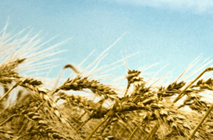 wheat
